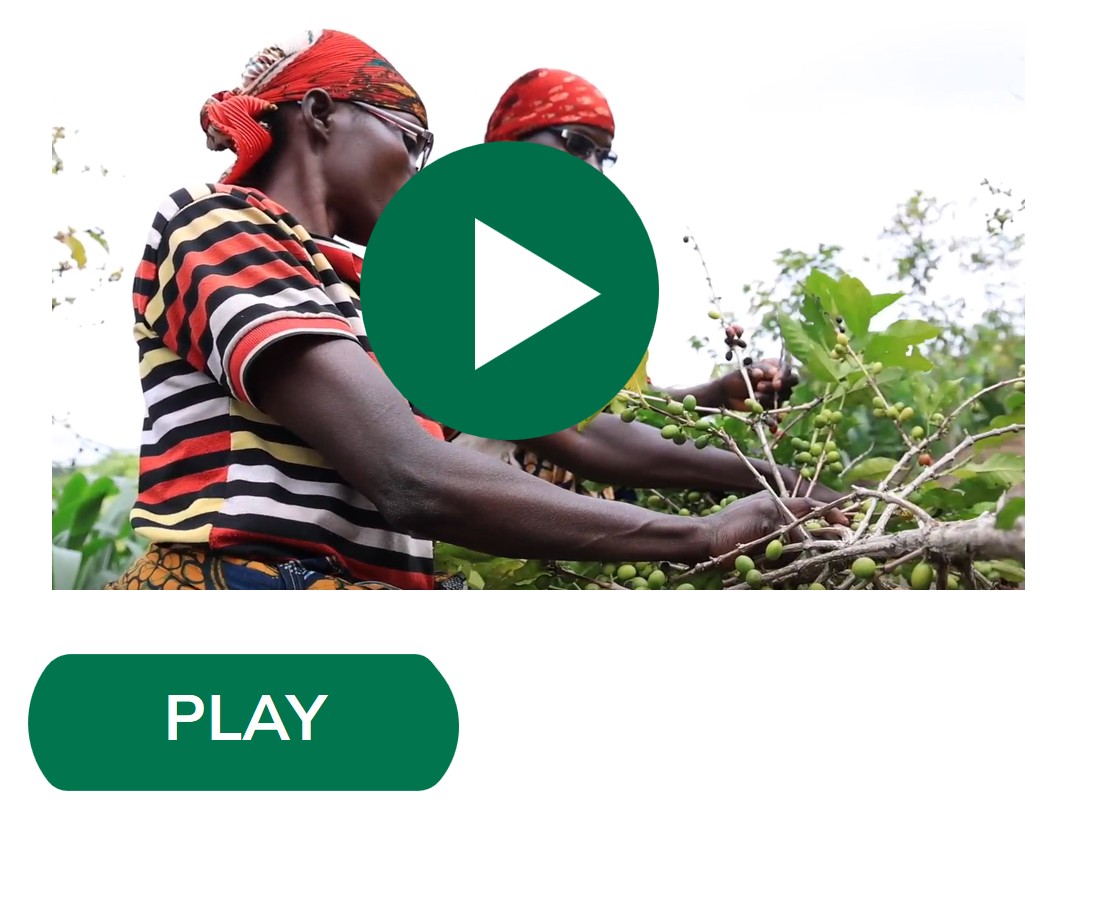 coffee-harvest-video-on-sustainable-soil-management-naturland-academy